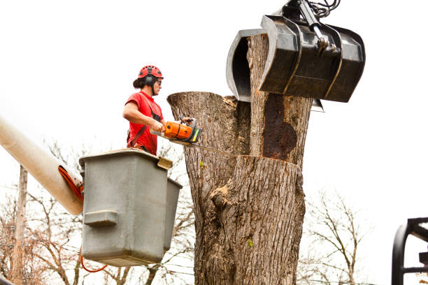 Best Commercial Tree Services  in Kinnelon, NJ